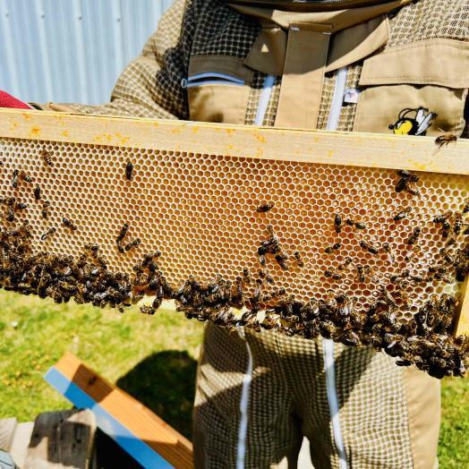 Image des ruches chez Wiconnect dans leur siège social à Alençon