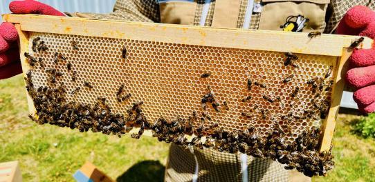 Image des ruches chez Wiconnect dans leur siège social à Alençon